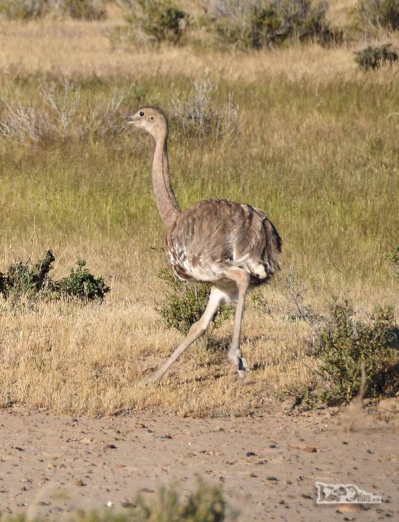 Os choiques ou ñandús, primos das nossas emas, aves muito comuns na Península Valdés, no litoral da  patagônia argentina